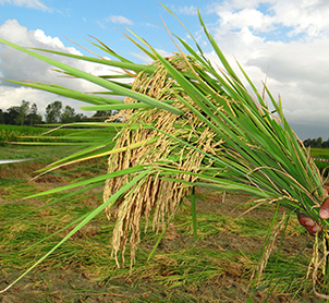 Non-Chaffy Panicles